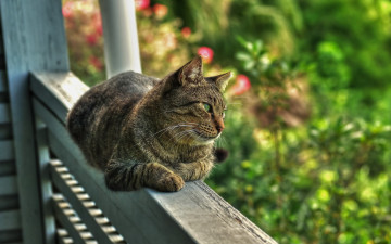 Картинка животные коты кот