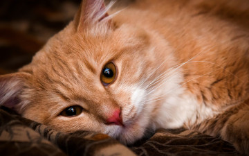 Картинка животные коты кот