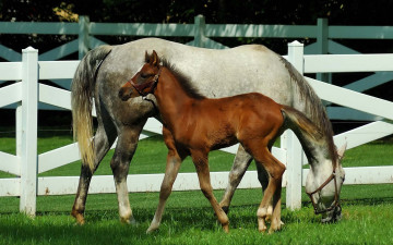 Картинка животные лошади лошадь изгородь жеребенок загон трава