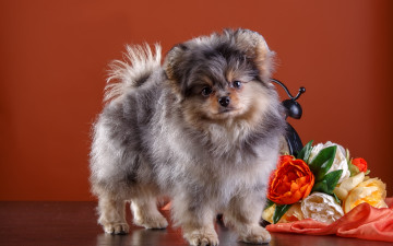 Картинка животные собаки щенок цветы