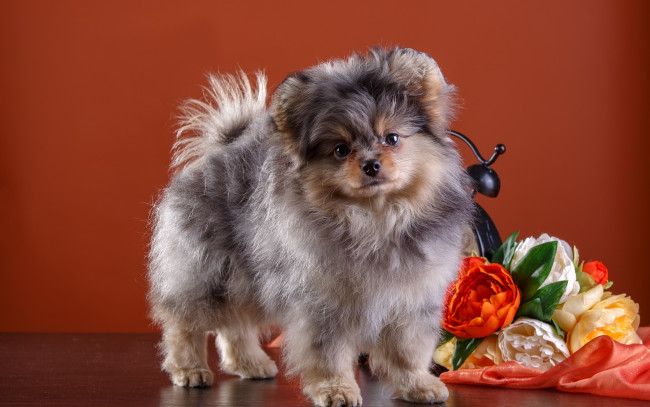 Обои картинки фото животные, собаки, щенок, цветы