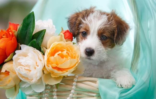 Обои картинки фото животные, собаки, джек-рассел-терьер