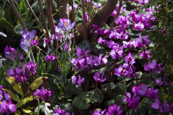 Картинка цветы цикламены цветок