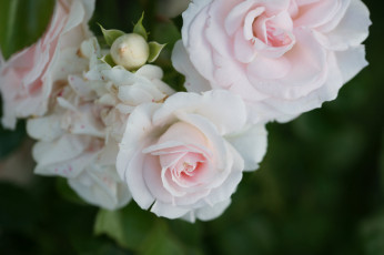 Картинка цветы розы лепестки роза листья бутон blossoms leaves rose цветение bud petals