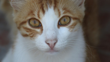 Картинка животные коты морда