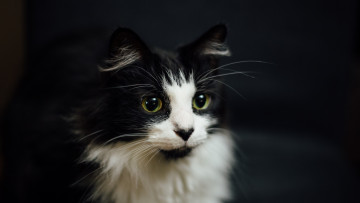 Картинка животные коты морда