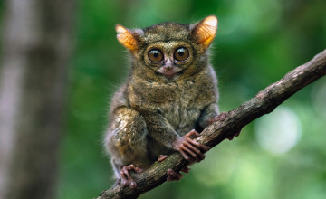 Картинка животные долгопяты лемур долгопят ветка