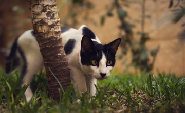 Картинка животные коты трава