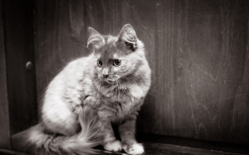 Картинка животные коты черно-белое фото