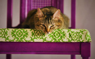 Картинка животные коты стул