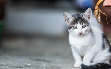 Картинка животные коты взгляд