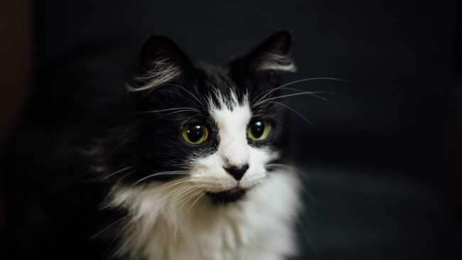 Обои картинки фото животные, коты, морда