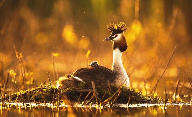 Обои картинки фото животные, Чомги , поганки, болото, чомги, птица, птенец