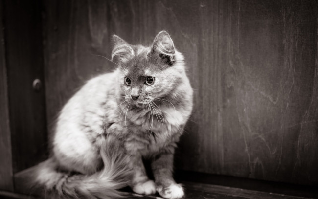 Обои картинки фото животные, коты, черно-белое, фото