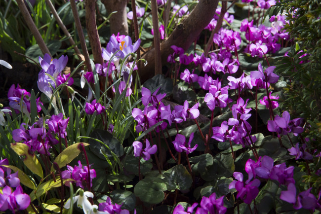 Обои картинки фото цветы, цикламены, цветок