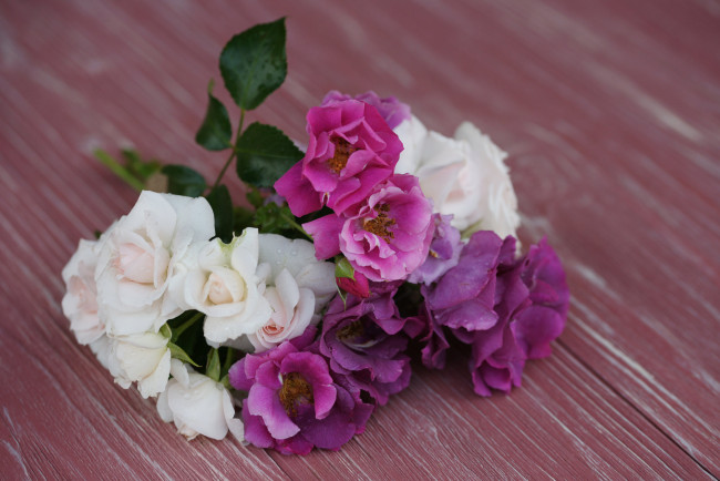 Обои картинки фото цветы, розы, petals, leaves, blossoms, bud, rose, цветение, роза, листья, лепестки, бутон