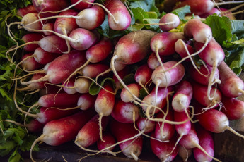 Картинка еда редис +репа +редька много урожай