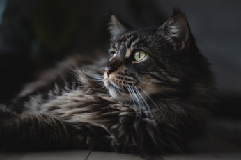 Картинка животные коты кот кошка