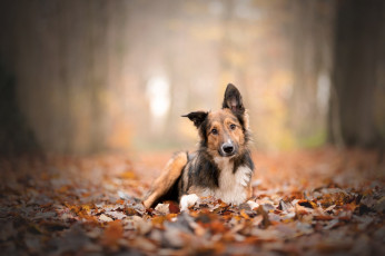 Картинка животные собаки собака