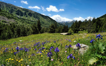 Картинка природа луга горы луг цветы