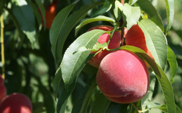 Картинка природа плоды персики