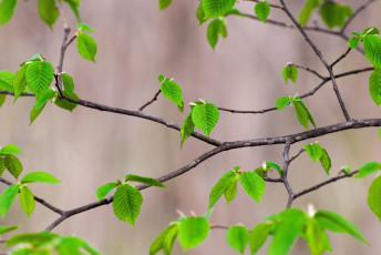 Картинка природа листья