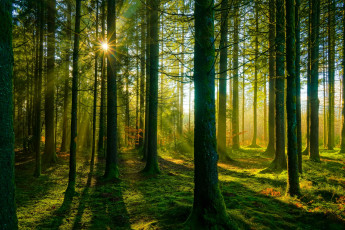 Картинка природа лес