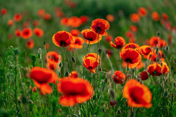 Картинка цветы маки