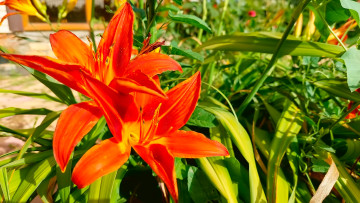 Картинка цветы лилии +лилейники