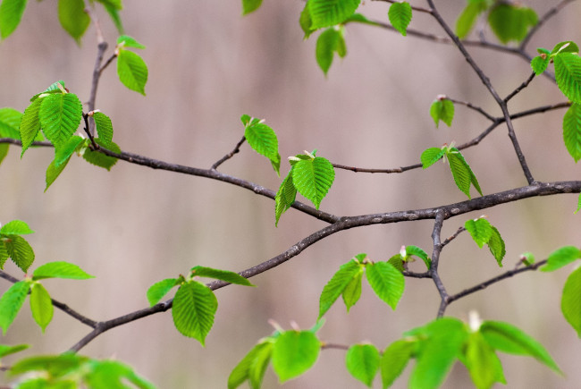 Обои картинки фото природа, листья