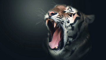 обоя разное, компьютерный дизайн, тигр, голова, зевок, клыки