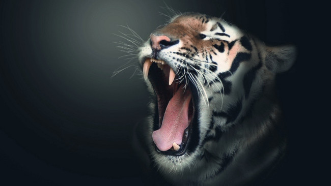 Обои картинки фото разное, компьютерный дизайн, тигр, голова, зевок, клыки