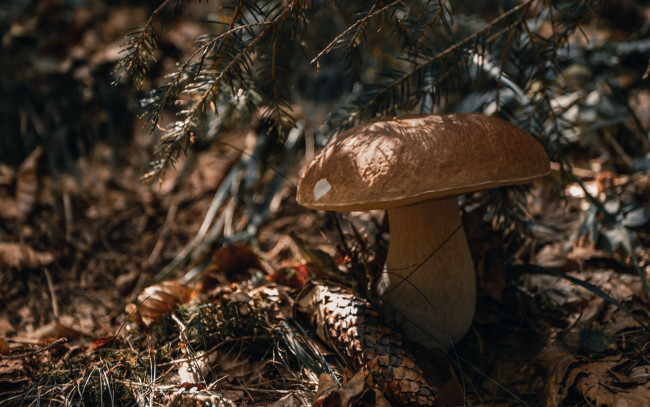 Обои картинки фото природа, грибы, боровик