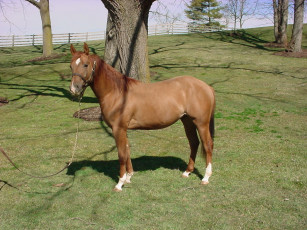 Картинка животные лошади