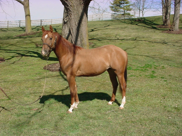 Обои картинки фото животные, лошади