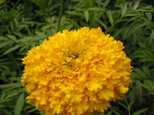 Картинка цветы бархатцы