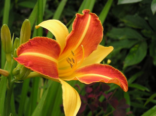 Картинка цветы лилии лилейники