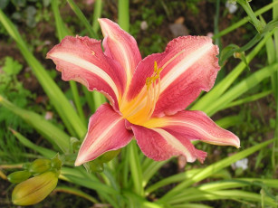 Картинка цветы лилии лилейники