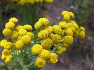 Картинка цветы луговые полевые