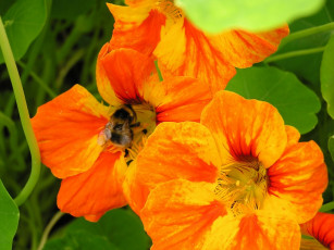 Картинка цветы настурции