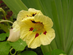 Картинка цветы настурции