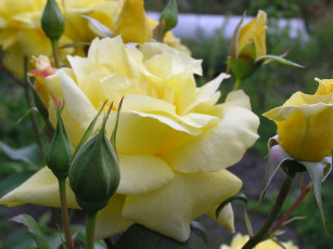 Картинка цветы розы