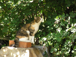 Картинка животные коты