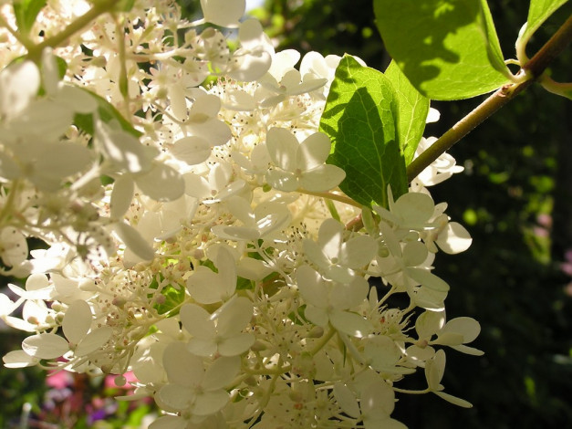 Обои картинки фото цветы, цветущие, деревья, кустарники