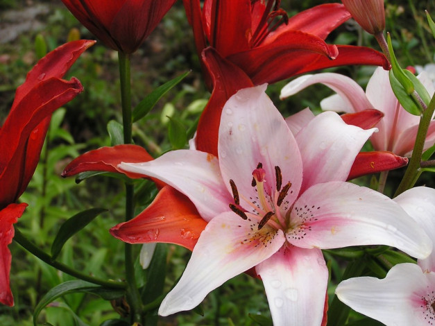 Обои картинки фото цветы, лилии, лилейники