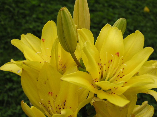 Обои картинки фото цветы, лилии, лилейники