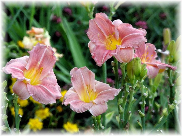 Обои картинки фото цветы, лилии, лилейники