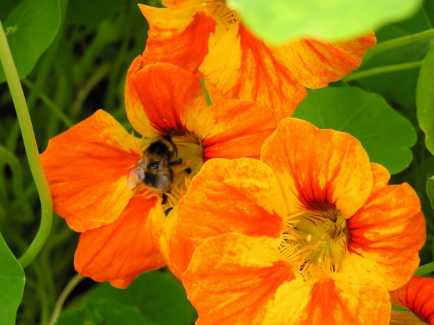 Обои картинки фото цветы, настурции