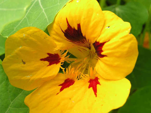 Обои картинки фото цветы, настурции