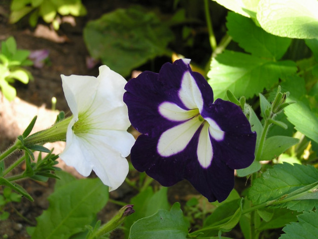 Обои картинки фото цветы, петунии, калибрахоа